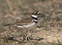 Killdeer.png